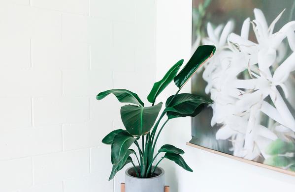 Bringing nature into your home